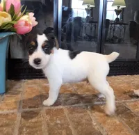 Oliver, a male Jack Russell Terrier for sale in Milan, IL – Photo 3 of 10