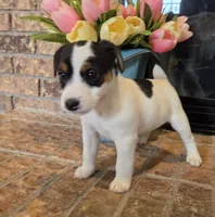 Oliver, a male Jack Russell Terrier for sale in Milan, IL – Photo 7 of 10