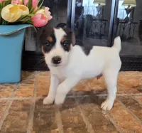 Oliver, a male Jack Russell Terrier for sale in Milan, IL – Photo 1 of 10