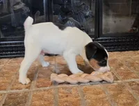 Oliver, a male Jack Russell Terrier for sale in Milan, IL – Photo 8 of 10