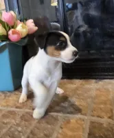 Oliver, a male Jack Russell Terrier for sale in Milan, IL – Photo 5 of 10