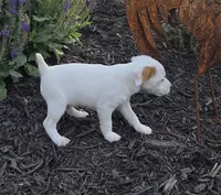 Wyatt , a male Jack Russell Terrier for sale in Milan, IL – 7 of 10