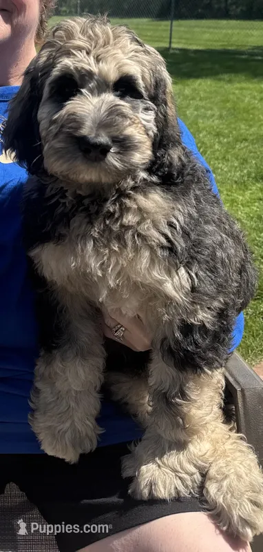Koda – Labradoodle puppy for sale in Oberlin, OH