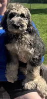 Koda, a male Labradoodle for sale in Oberlin, OH – 1 of 2