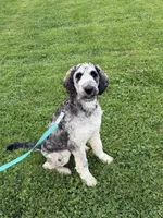 Koda, a male Labradoodle for sale in Oberlin, OH – 9 of 10