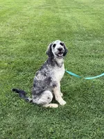 Koda, a male Labradoodle for sale in Oberlin, OH – 5 of 10