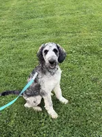 Koda, a male Labradoodle for sale in Oberlin, OH – 10 of 10