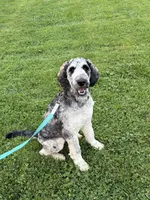 Koda, a male Labradoodle for sale in Oberlin, OH – 8 of 10
