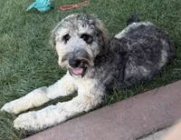 Koda, a male Labradoodle for sale in Oberlin, OH – 1 of 10
