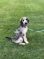 Koda, a male Labradoodle for sale in Oberlin, OH – 6 of 10