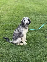 Koda, a male Labradoodle for sale in Oberlin, OH – 3 of 10
