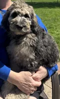 Koda, a male Labradoodle for sale in Oberlin, OH – 2 of 2