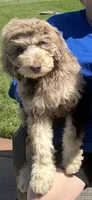 Minnie, a female Labradoodle for sale in Oberlin, OH – 2 of 3