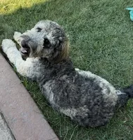 Koda, a male Labradoodle for sale in Oberlin, OH – 2 of 10