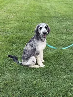Koda, a male Labradoodle for sale in Oberlin, OH – 7 of 10