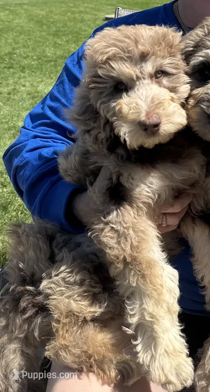 Minnie – Labradoodle puppy for sale in Oberlin, OH