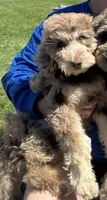 Minnie, a female Labradoodle for sale in Oberlin, OH – 1 of 3