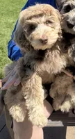 Minnie, a female Labradoodle for sale in Oberlin, OH – 3 of 3