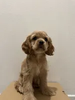 Lady , a female Cocker Spaniel for sale in Bellflower, CA – 6 of 7