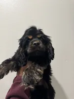 Blacky , a male Cocker Spaniel for sale in Bellflower, CA – 4 of 4