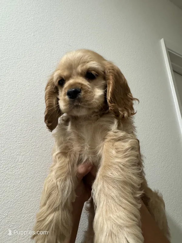 Biscuit  – Cocker Spaniel puppy for sale in Bellflower, CA