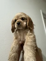 Biscuit , a female Cocker Spaniel for sale in Bellflower, CA – 1 of 8