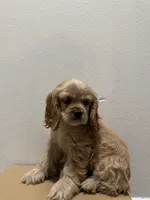 Biscuit , a female Cocker Spaniel for sale in Bellflower, CA – 5 of 8