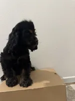 Blacky , a male Cocker Spaniel for sale in Bellflower, CA – 3 of 4