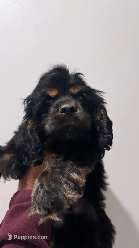 Blacky  – Cocker Spaniel puppy for sale in Bellflower, CA