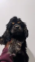 Blacky , a male Cocker Spaniel for sale in Bellflower, CA – 1 of 4