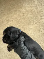 Rocket  , a male Cocker Spaniel for sale in Norwalk, CA – Photo 4 of 9