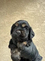 Rocket  , a male Cocker Spaniel for sale in Norwalk, CA – Photo 3 of 9