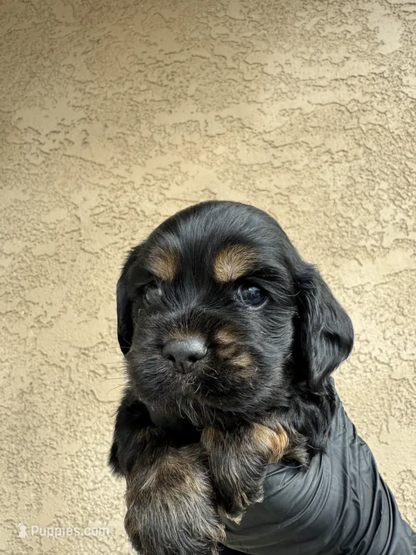 Rocket   – Cocker Spaniel puppy for sale in Norwalk, CA