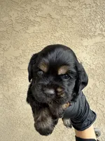 Rocket  , a male Cocker Spaniel for sale in Norwalk, CA – Photo 2 of 9