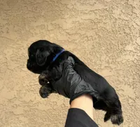 Rocket  , a male Cocker Spaniel for sale in Norwalk, CA – Photo 6 of 9