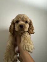 Lady , a female Cocker Spaniel for sale in Bellflower, CA – 4 of 7