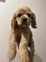 Lady , a female Cocker Spaniel for sale in Bellflower, CA – 5 of 7
