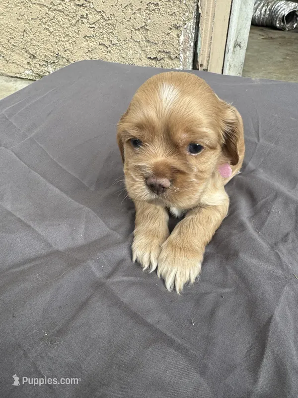 Deliah  – Cocker Spaniel puppy for sale in Norwalk, CA