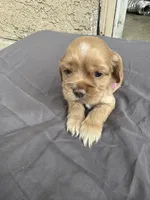 Deliah , a female Cocker Spaniel for sale in Norwalk, CA – Photo 1 of 5