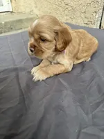 Deliah , a female Cocker Spaniel for sale in Norwalk, CA – Photo 3 of 5