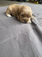 Deliah , a female Cocker Spaniel for sale in Norwalk, CA – Photo 5 of 5