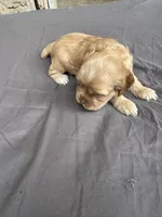 Deliah , a female Cocker Spaniel for sale in Norwalk, CA – Photo 2 of 5