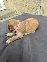 Deliah , a female Cocker Spaniel for sale in Norwalk, CA – Photo 4 of 5