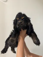 Blacky , a male Cocker Spaniel for sale in Bellflower, CA – 2 of 4