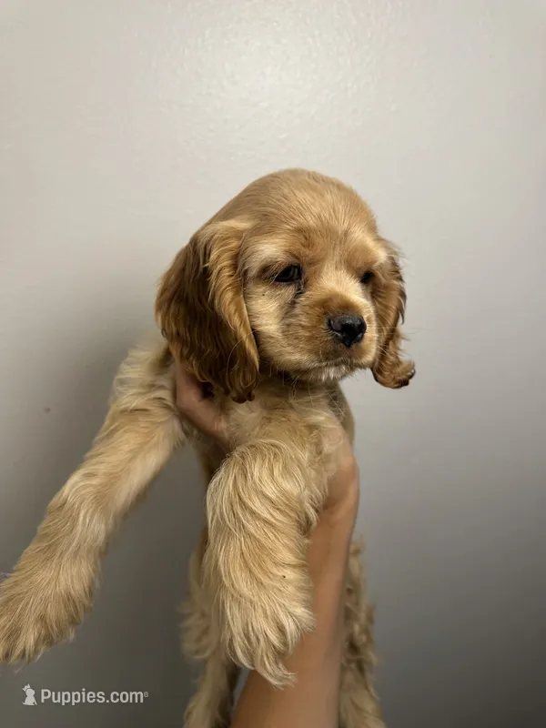 Lady  – Cocker Spaniel puppy for sale in Bellflower, CA