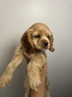 Lady , a female Cocker Spaniel for sale in Bellflower, CA – 1 of 7