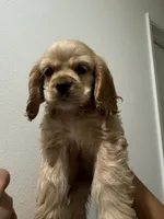 Biscuit , a female Cocker Spaniel for sale in Bellflower, CA – 3 of 8