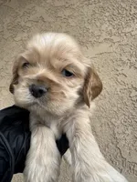 Biscuit , a female Cocker Spaniel for sale in Norwalk, CA – Photo 2 of 9