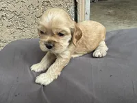 Biscuit , a female Cocker Spaniel for sale in Norwalk, CA – Photo 3 of 9