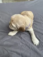 Biscuit , a female Cocker Spaniel for sale in Norwalk, CA – Photo 8 of 9